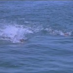 Tintorera: Killer Shark movie